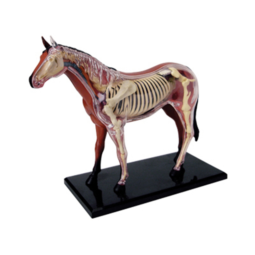 Model anatomi Organ hewan main - Science Toy ulasan dan harga