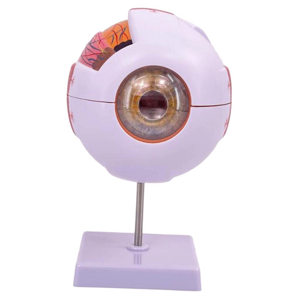Model Anatomi Mata Manusia Mod - Science Exhibition Models ulasan dan harga
