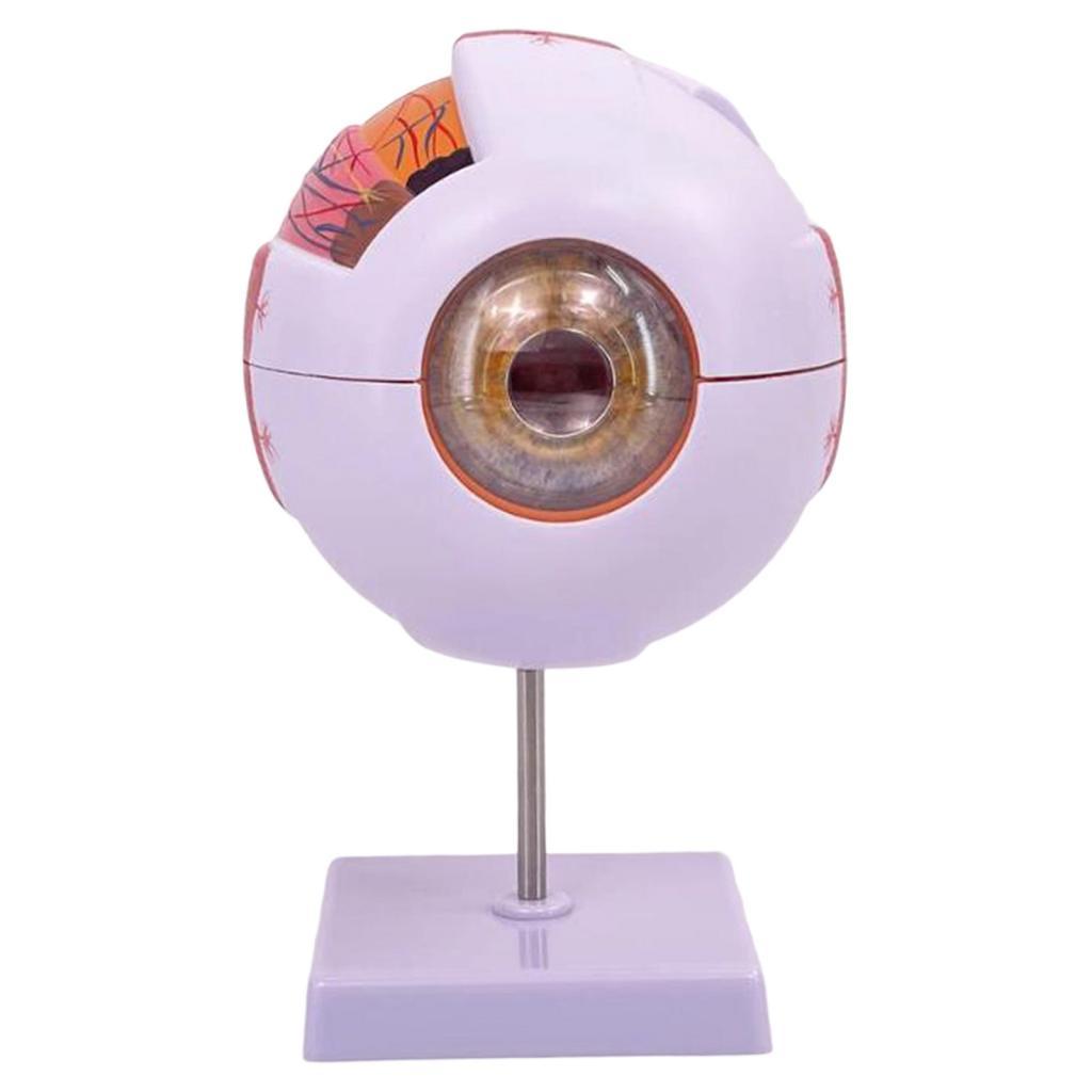 Model Anatomi Mata Manusia Mod - Science Exhibition Models ulasan dan harga
