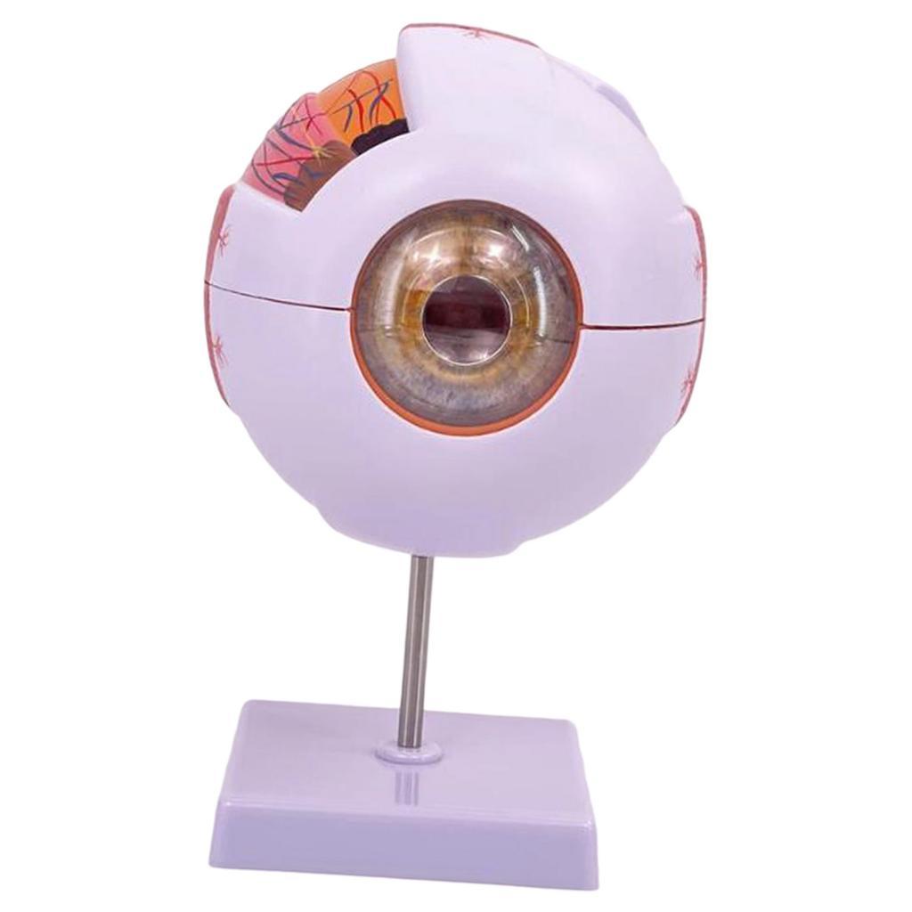 Model Anatomi Mata Manusia Mod - Science Exhibition Models ulasan dan harga